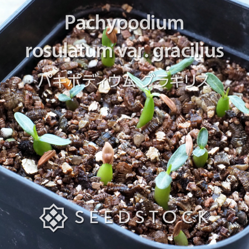 種子] パキポディウム グラキリス Pachypodium rosulatum var 