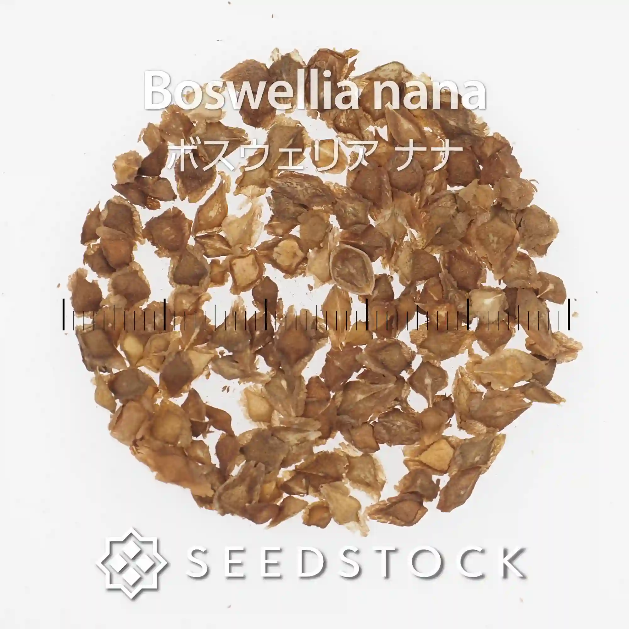 [種子] ボスウェリア ナナ Boswellia nana