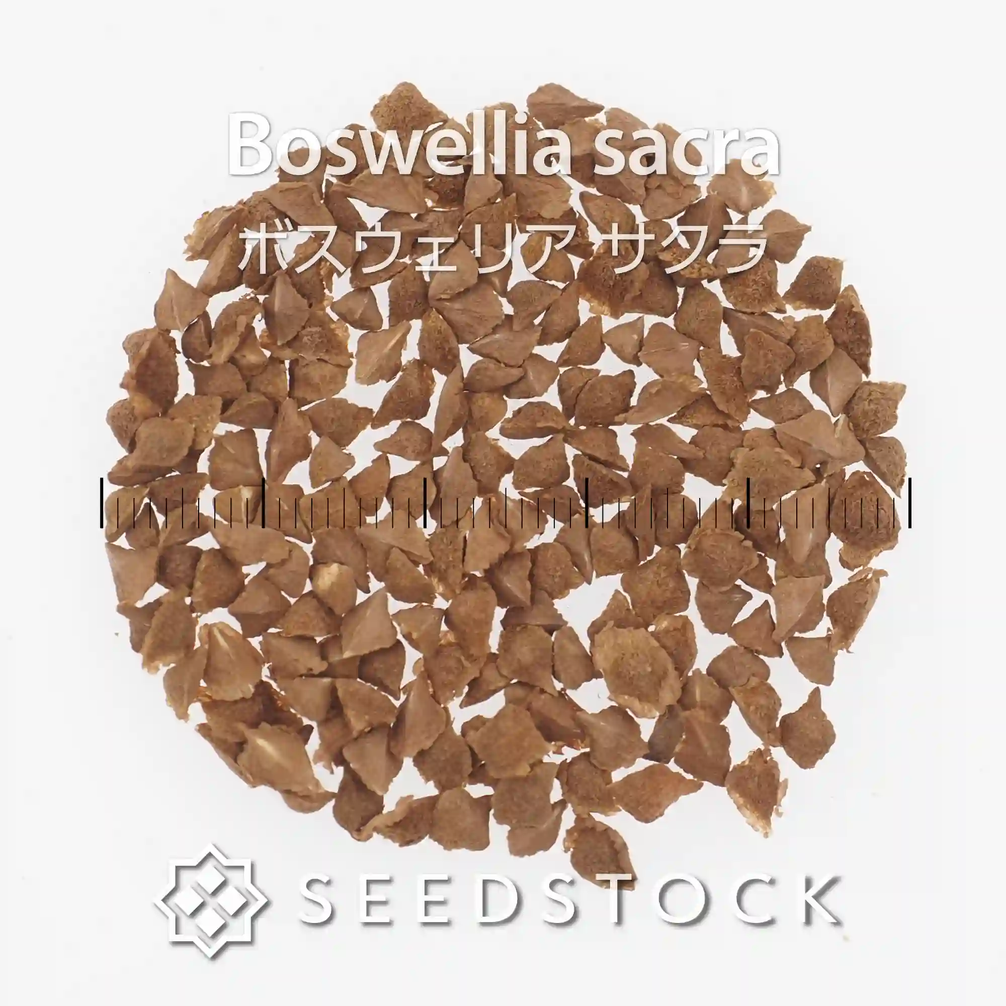 [種子] ボスウェリア サクラ Boswellia sacra