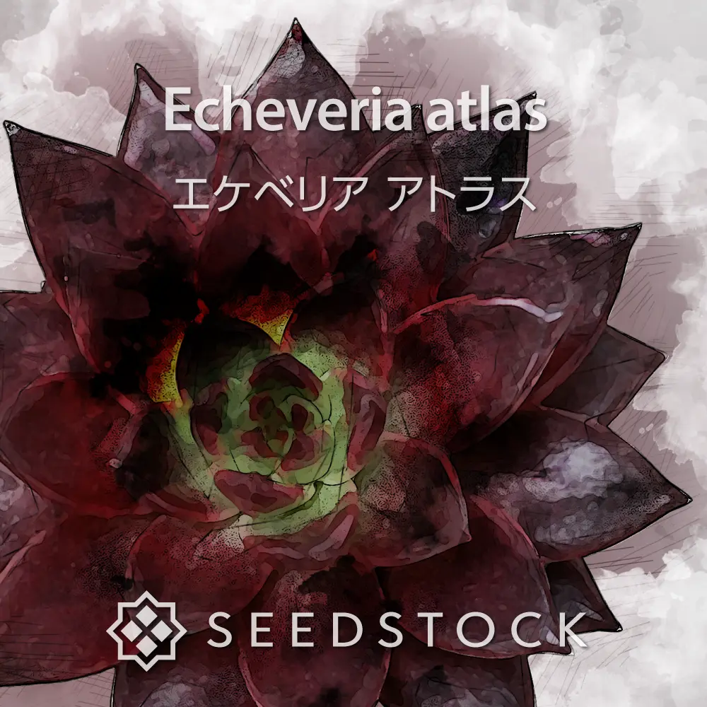 [種子] エケベリア アトラス Echeveria atlas