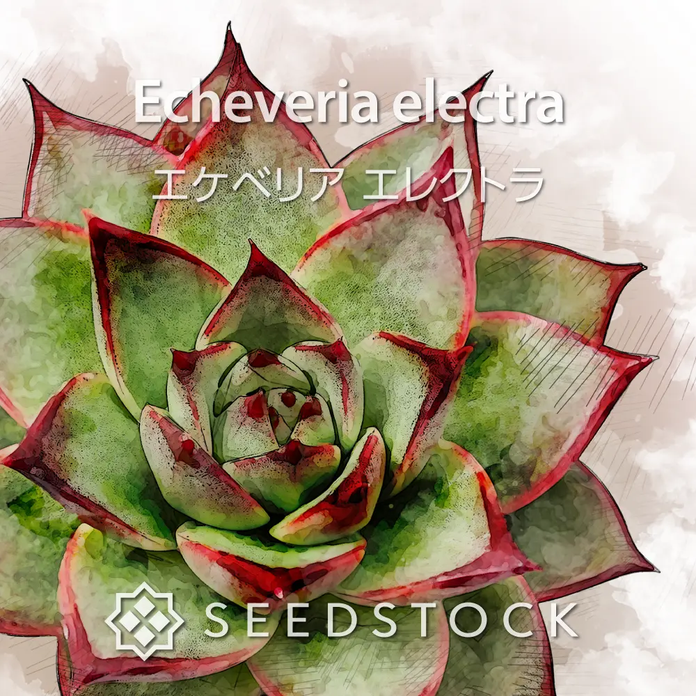 [種子] エケベリア エレクトラ Echeveria electra