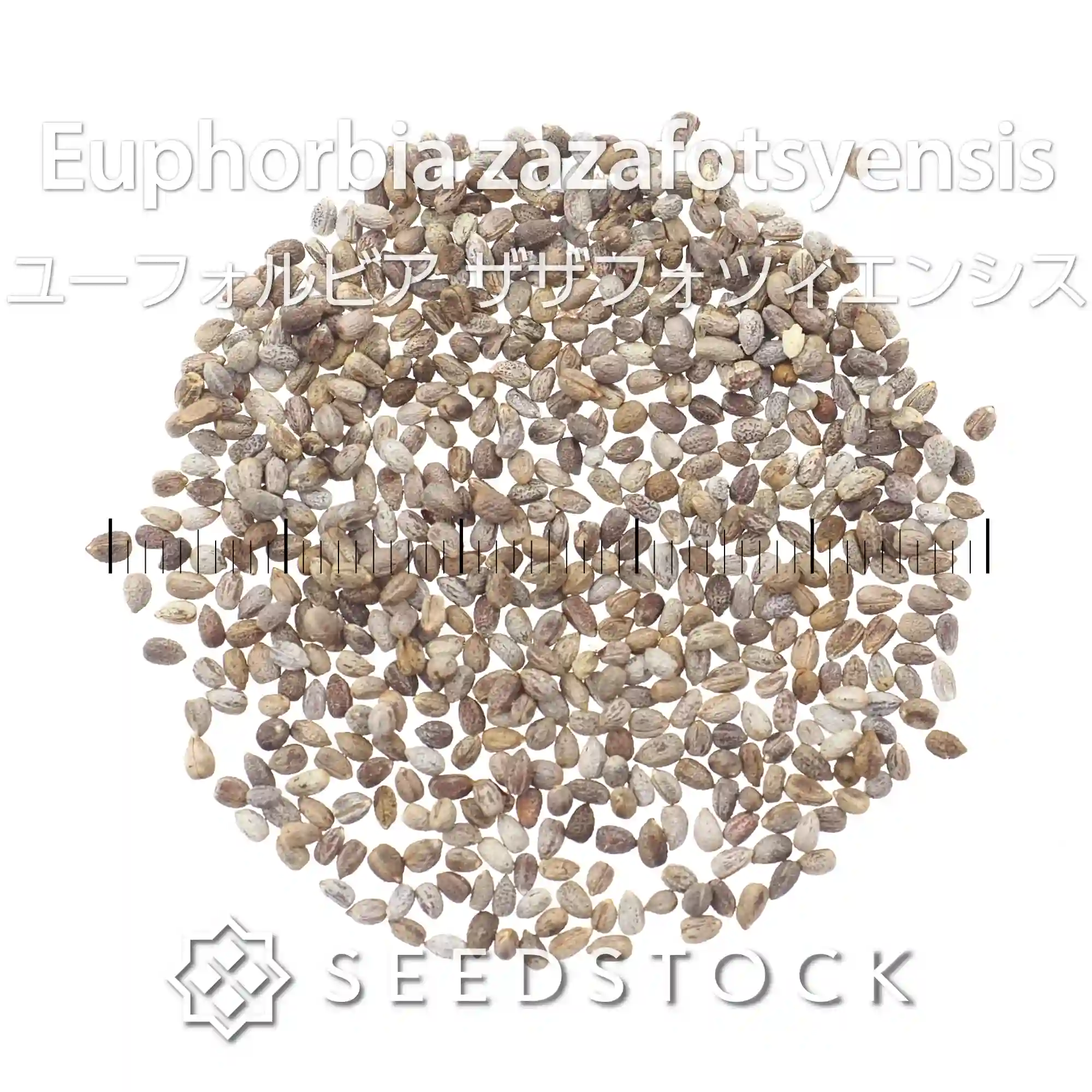 [種子] ユーフォルビア ザザフォツィエンシス Euphorbia zazafotsyensis
