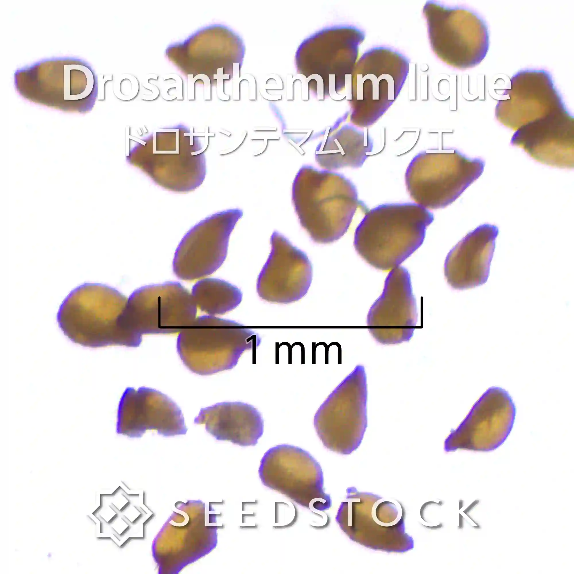 [種子]ドロサンテマム リクエ Drosanthemum lique