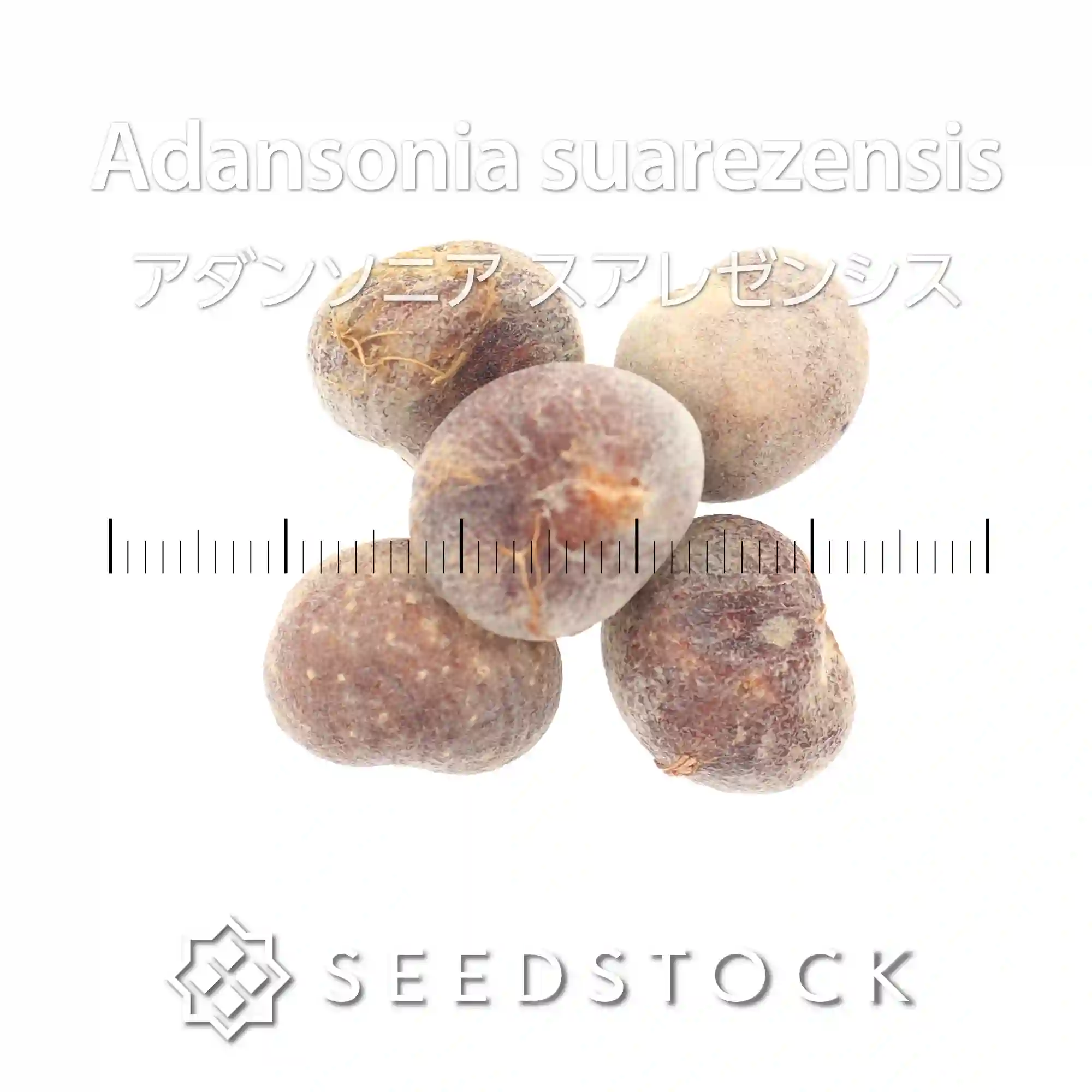 [種子] アダンソニア（バオバブ）スアレゼンシス Adansonia suarezensis