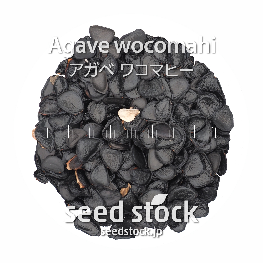 [種子] アガベ ワコマヒー Agave wocomahiの商品情報