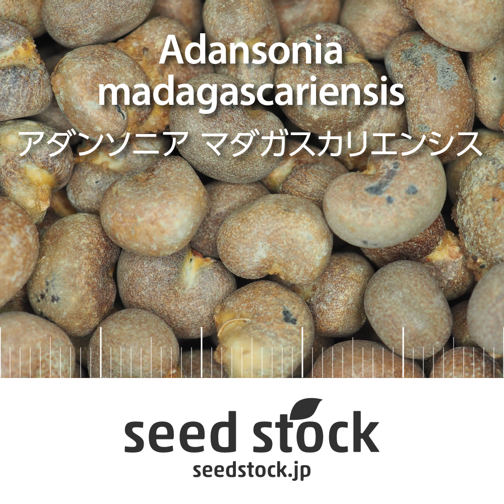 種子 バオバブ Adansonia Madagascariensis Seed Stock