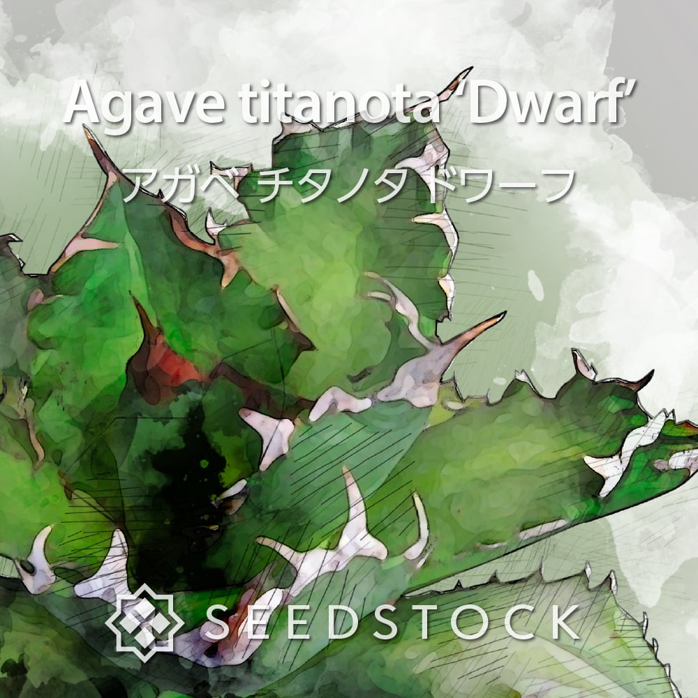 定番お買い得アガベ agave チタノタ ドワーフ 観葉植物