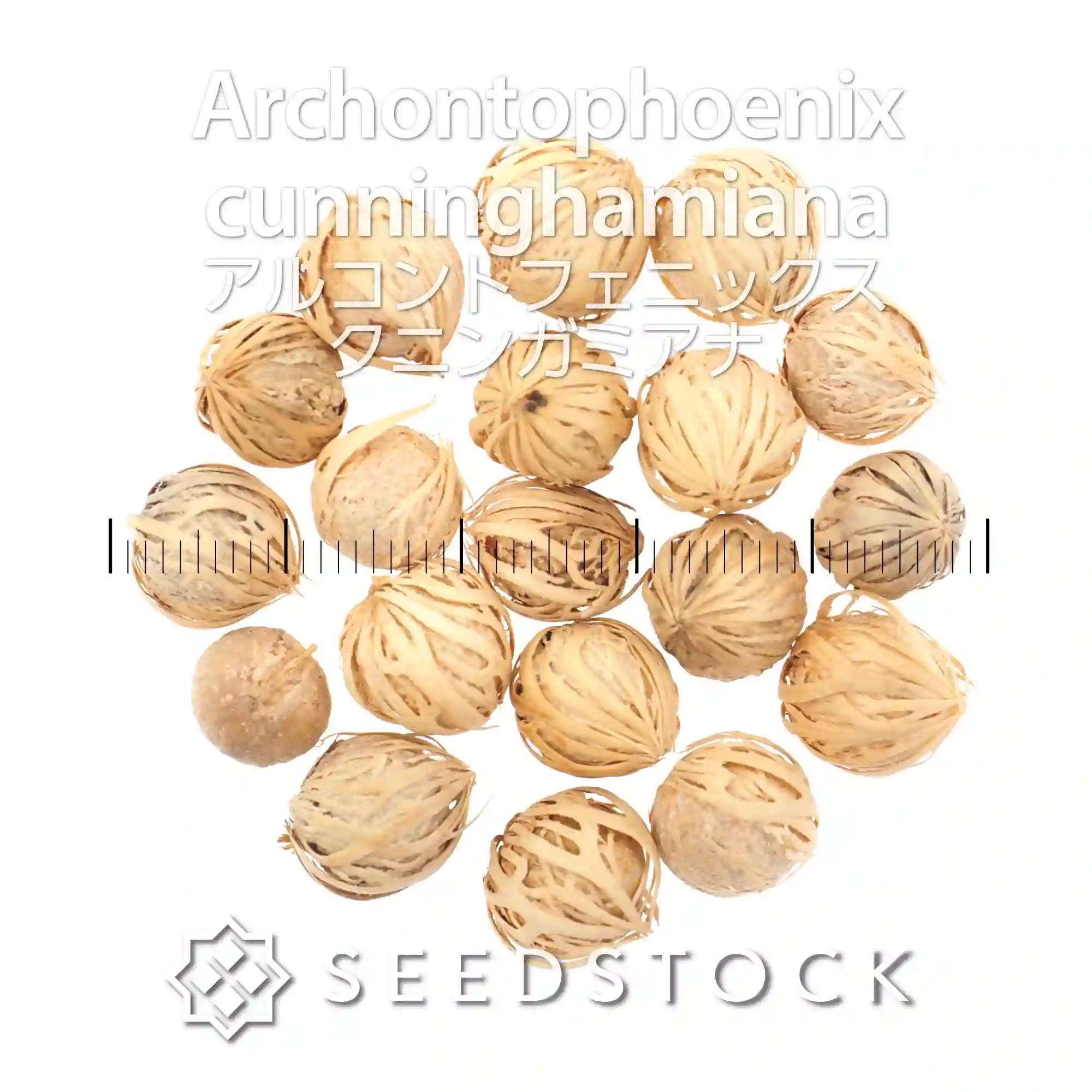 [種子]アルコントフェニックス クニンガミアナ Archontophoenix cunninghamiana