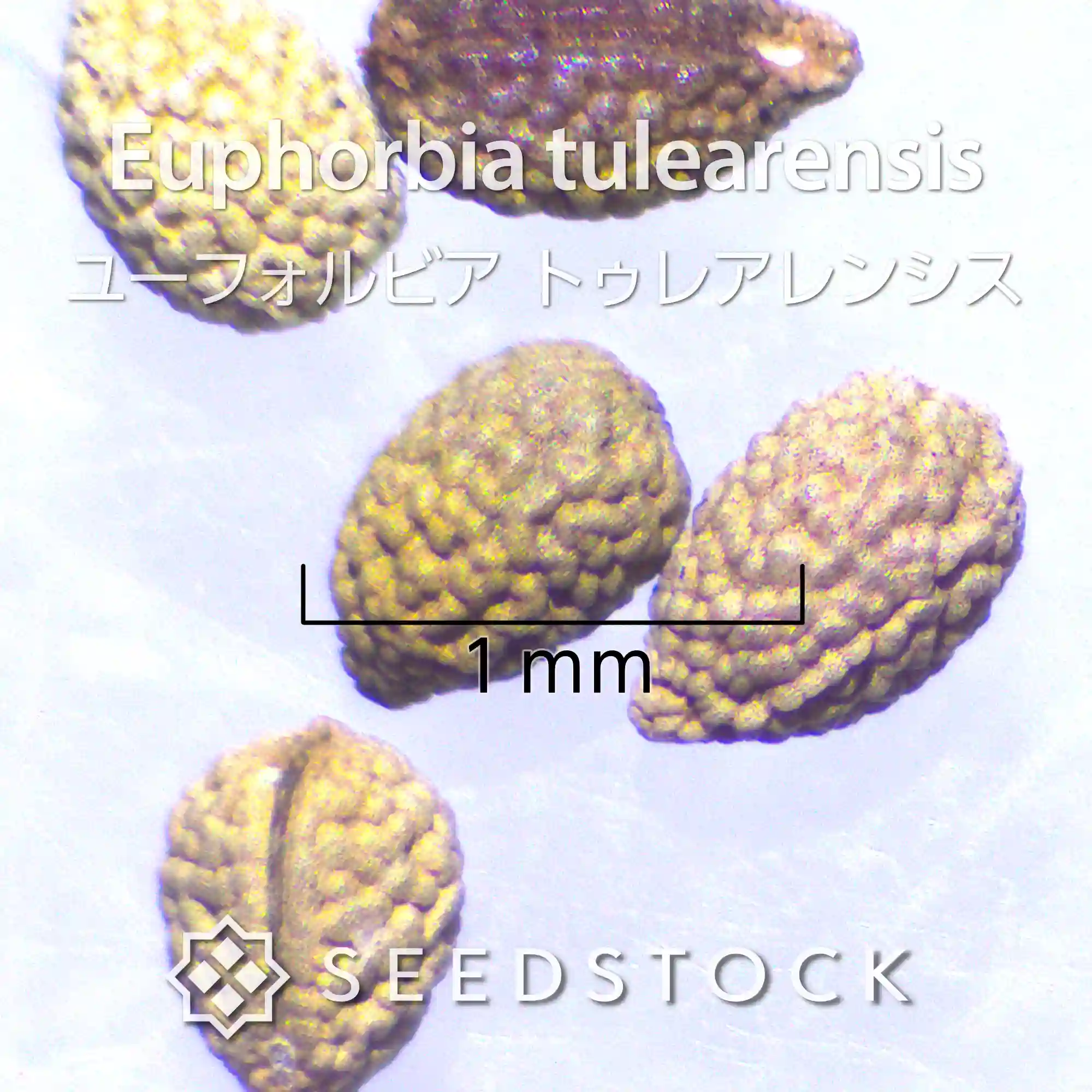 [種子] ユーフォルビア トゥレアレンシス Euphorbia tulearensis