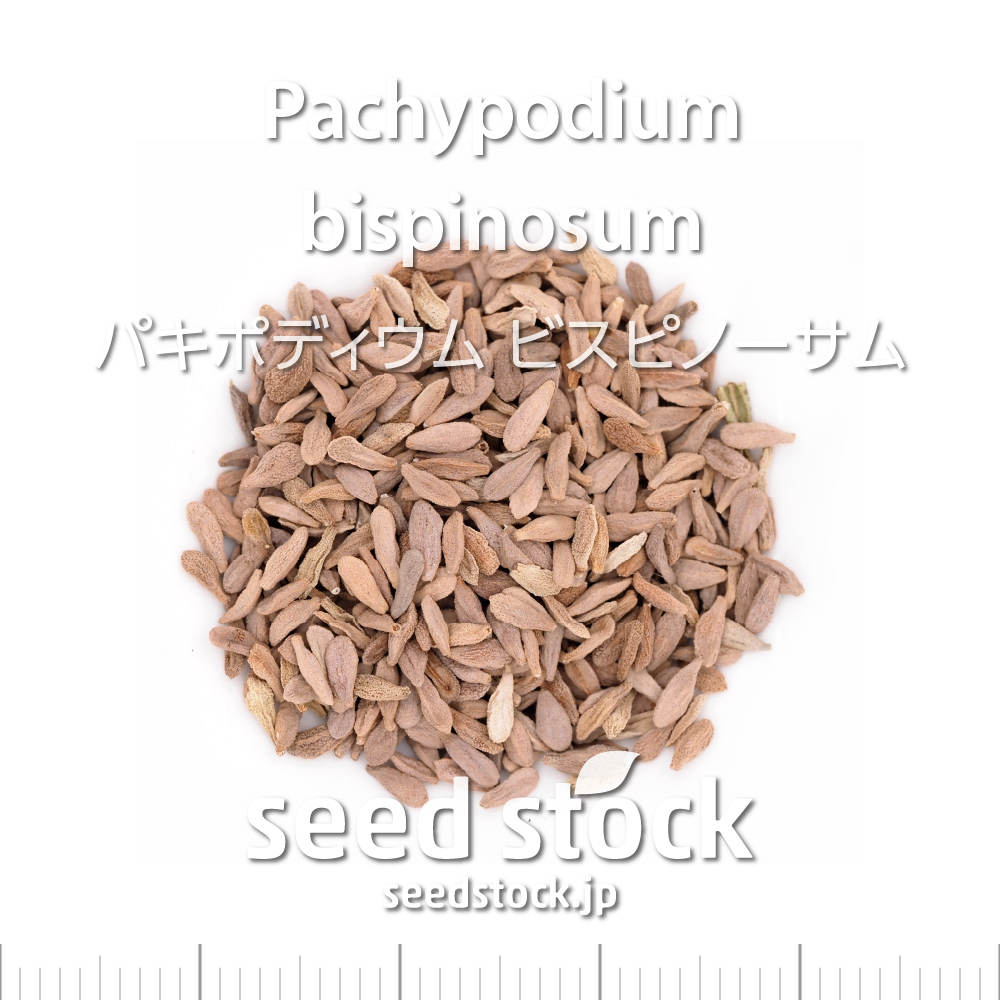 種子] パキポディウム ビスピノーサム Pachypodium bispinosumの商品情報 seed stock