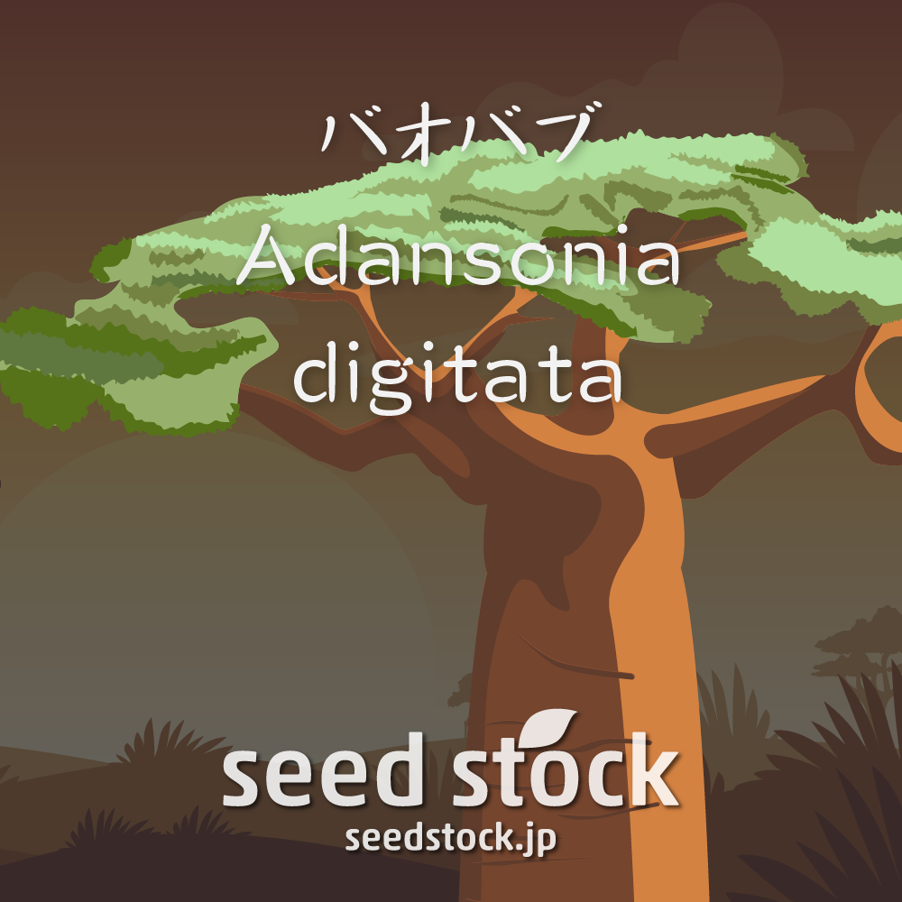 種子 バオバブ Adansonia Digitata Seed Stock