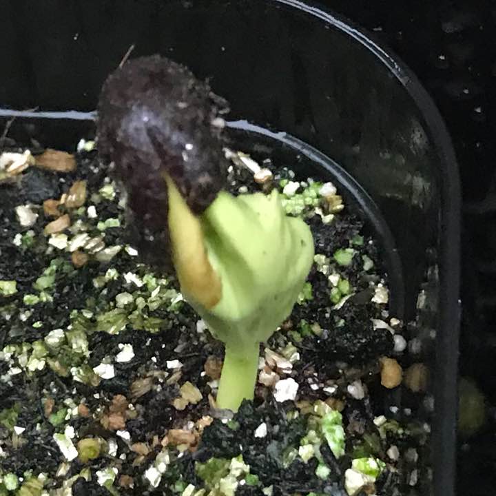 種子] バオバブ Adansonia digitata / seed stock
