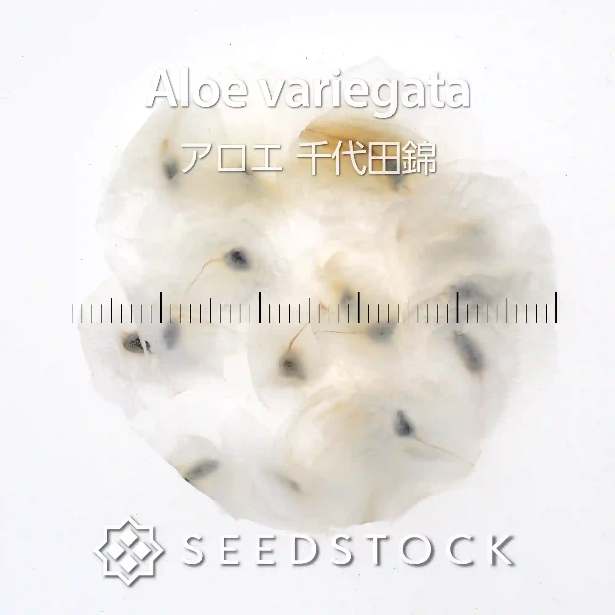 種子] アロエ 千代田錦 Aloe variegata | 多肉植物 アロエ 人気品種