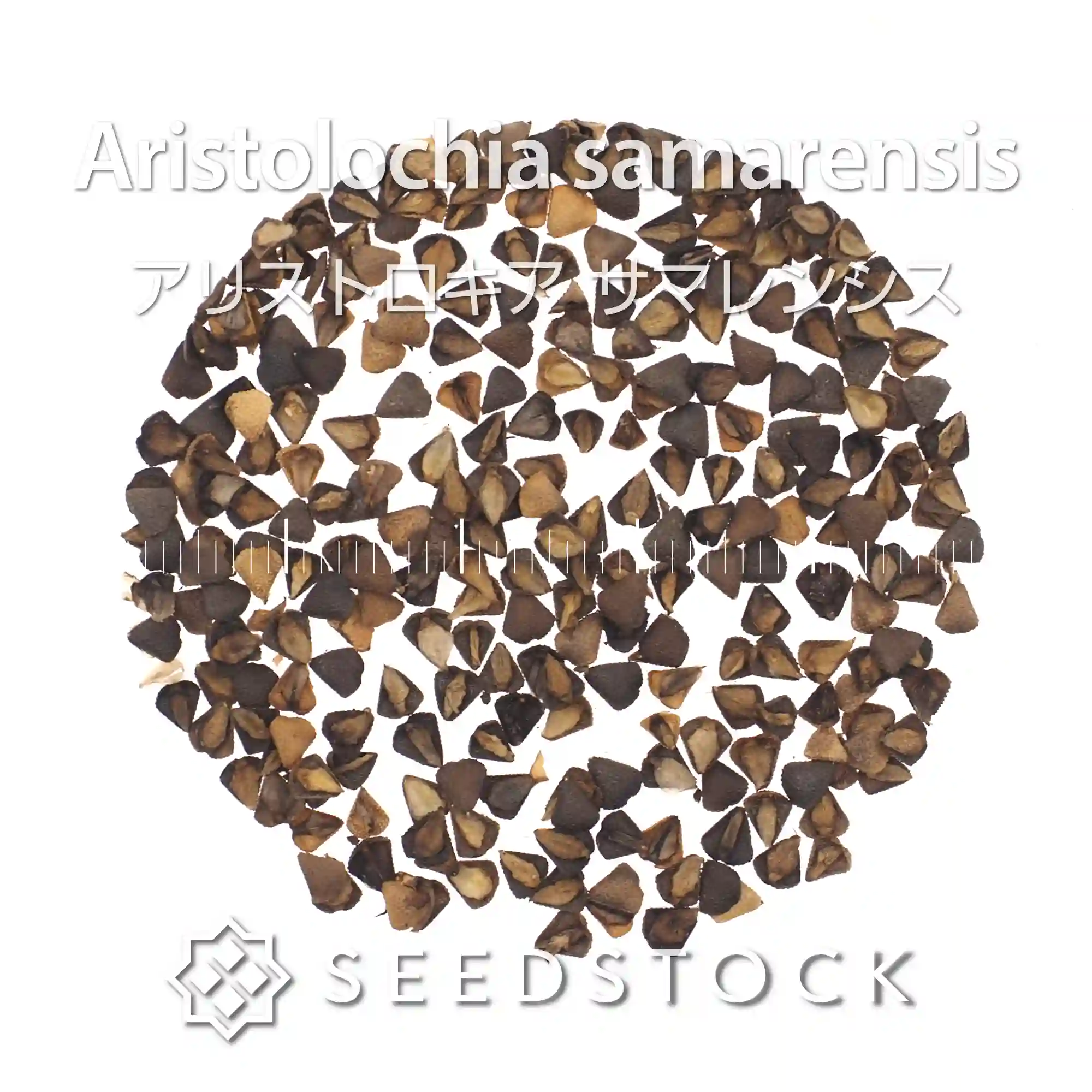 [種子] アリストロキア サマレンシス Aristolochia samarensis
