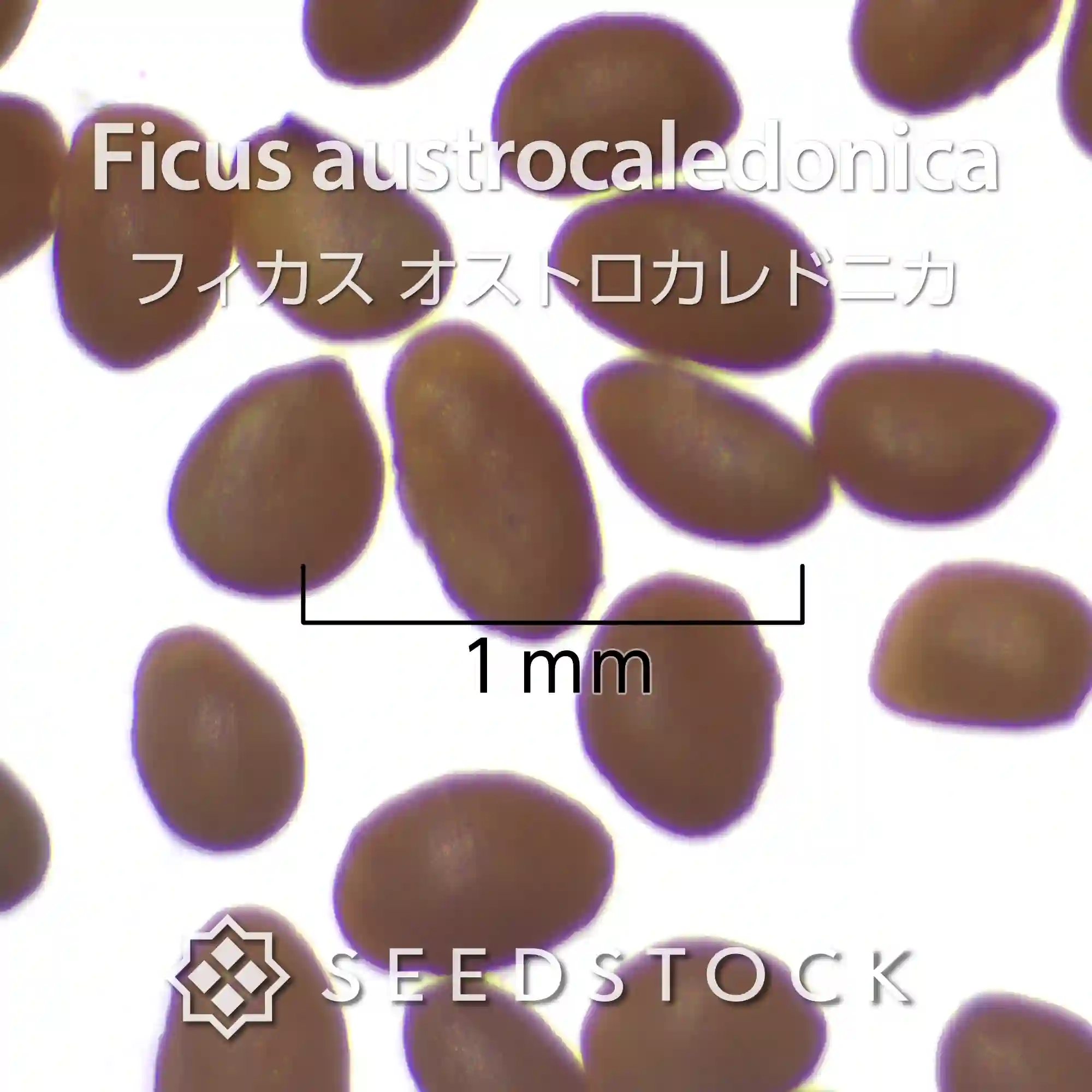 [種子] フィカス オストロカレドニカ Ficus austrocaledonica