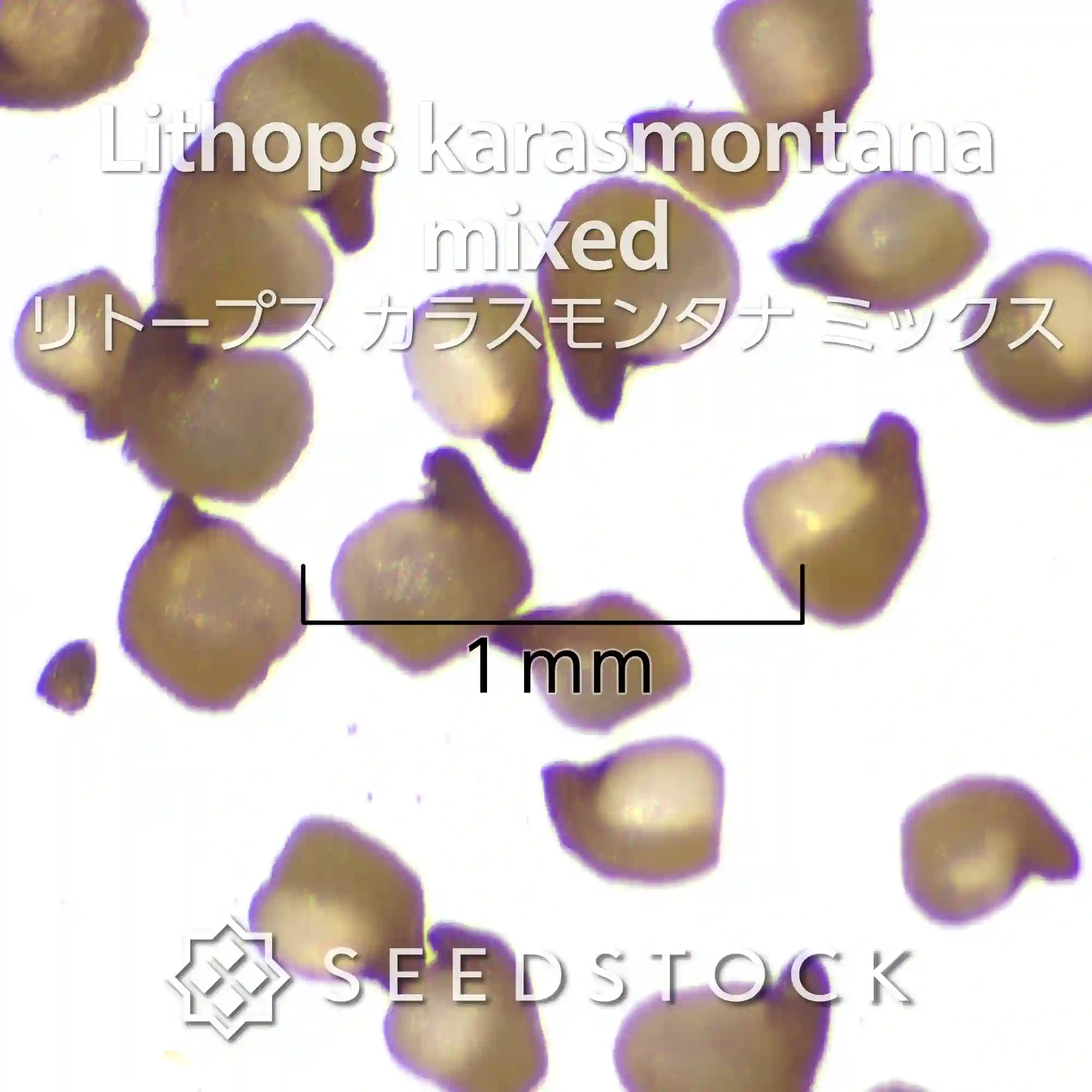 [種子] リトープス カラスモンタナ ミックス Lithops karasmontana  mixed