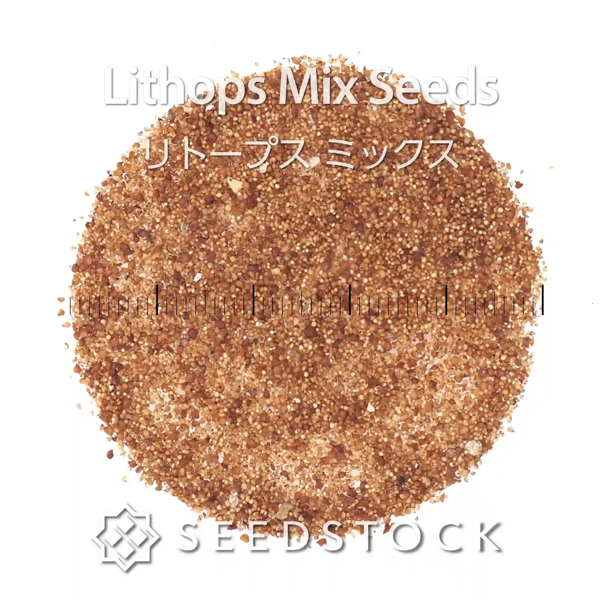 種子] リトープス ミックス Lithops Mix Seeds｜脱皮多肉植物 カラフル