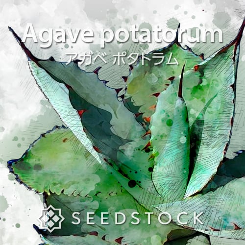 種子] アガベ コウエシー Agave parryi var. couesiiの商品情報 - SEEDSTOCK