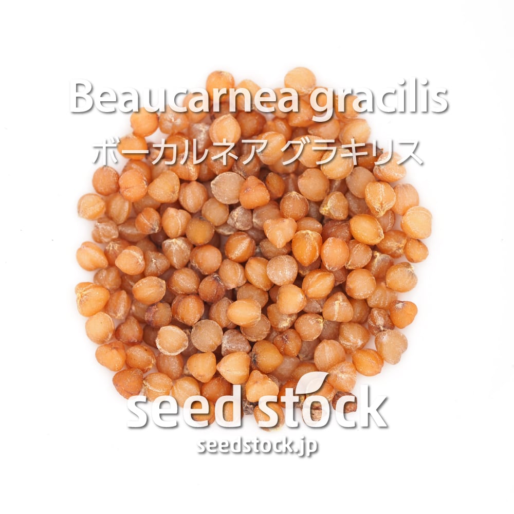 種子 ボーカルネア グラキリス Beaucarnea Gracilis Seed Stock