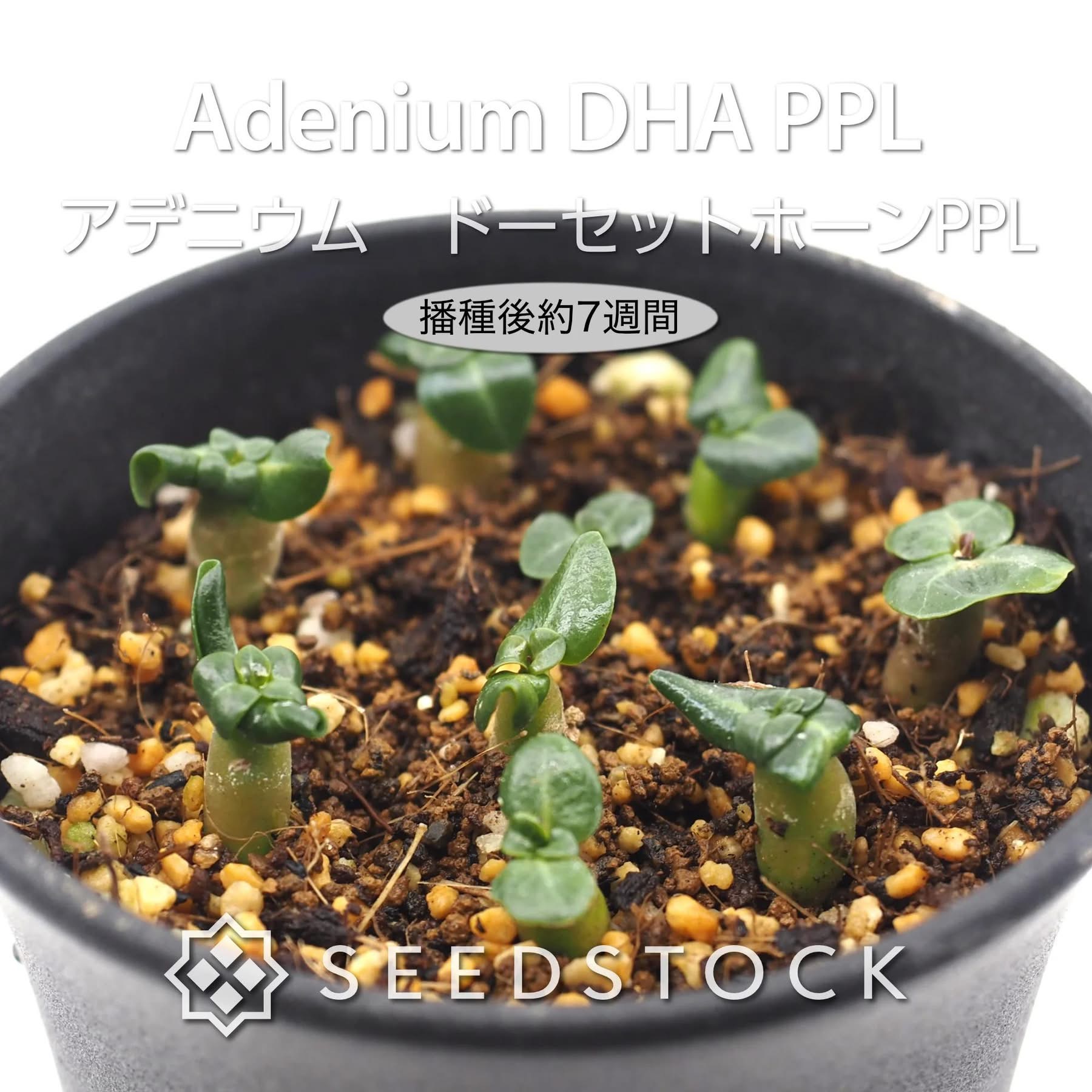 種子] アデニウム DHA PPL (Dorset Horn Adenium PPL)｜葉が巻く希少