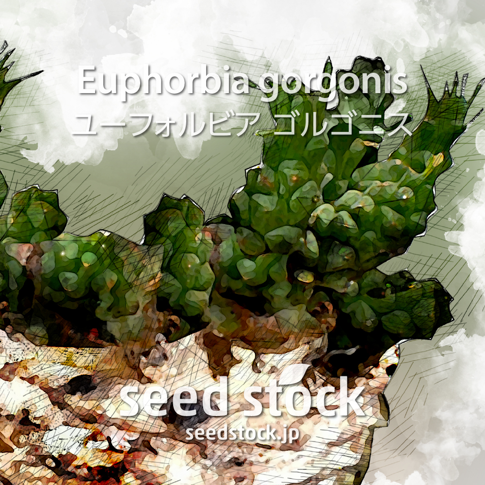 種子] ユーフォルビア ゴルゴニス Euphorbia gorgonis 金輪際の商品