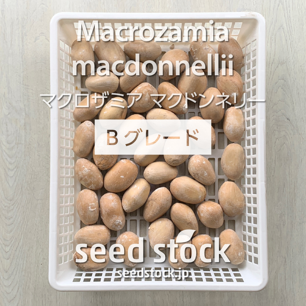 種子]Macrozamia macdonnellii マクロザミア マクドンネリー Bグレード ...