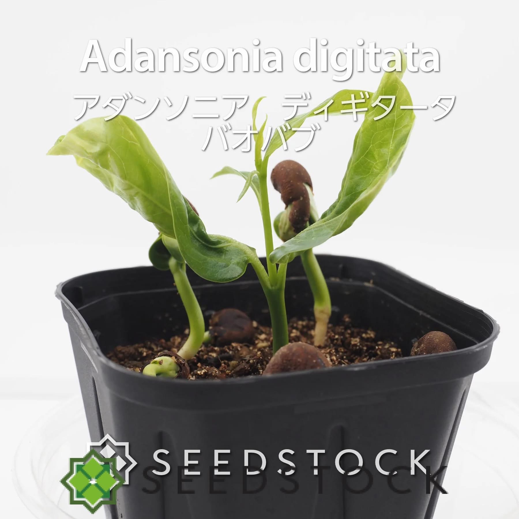 種子] アダンソニア（バオバブ） ディギタータ Adansonia digitata