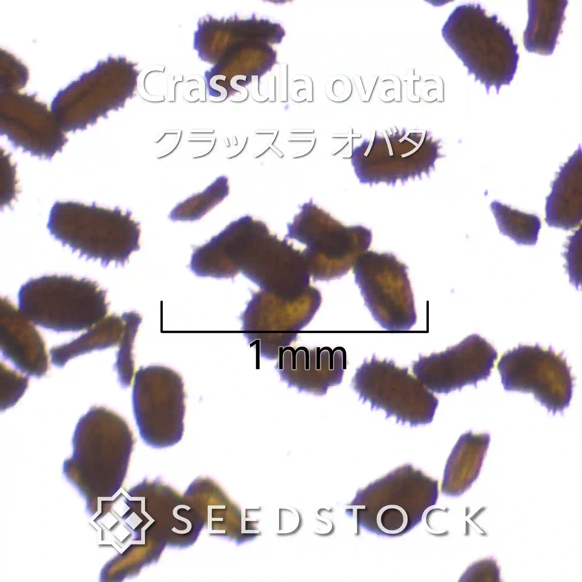 [種子] クラッスラ オバタ Crassula ovata