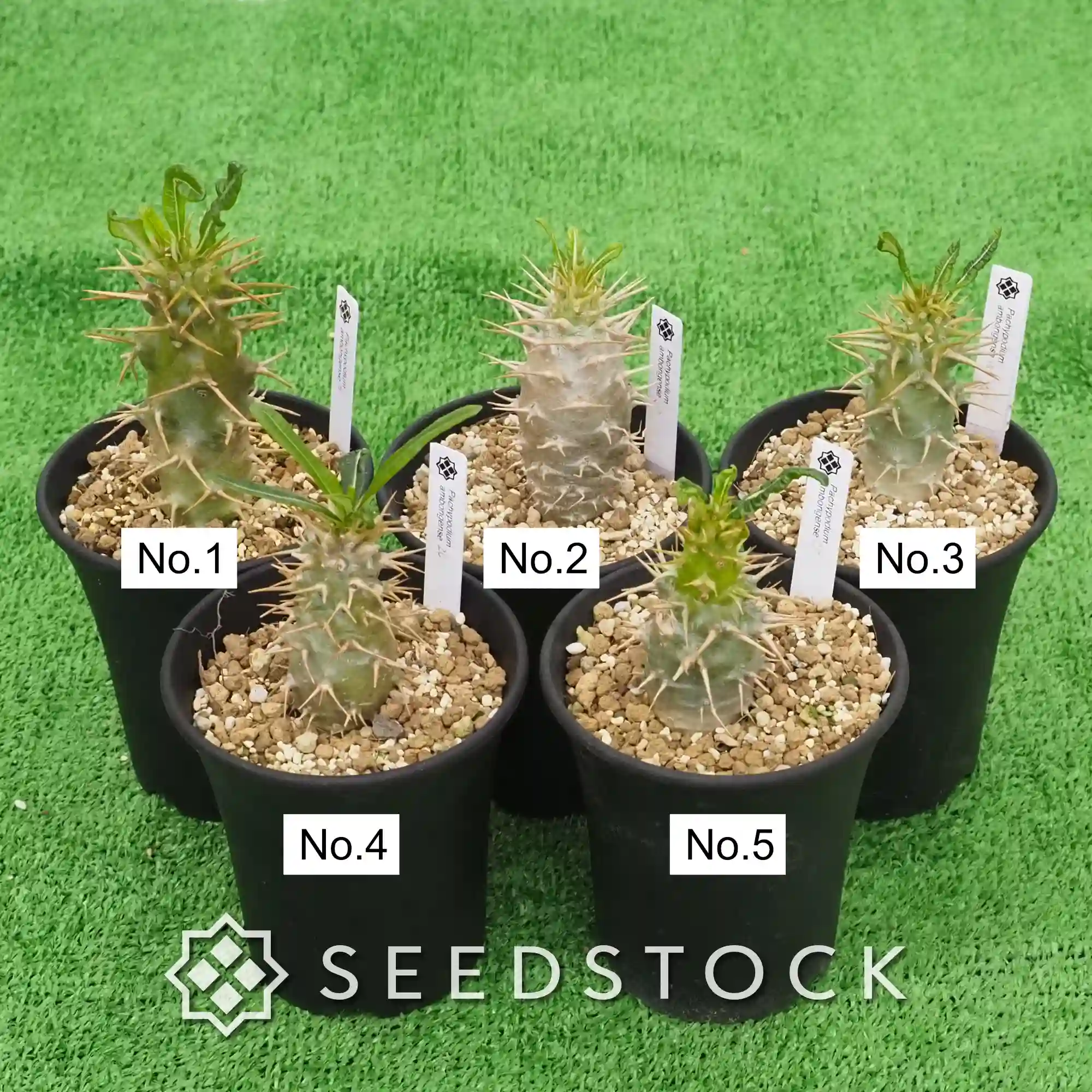[株] パキポディウム アンボンゲンセ Pachypodium ambongense
