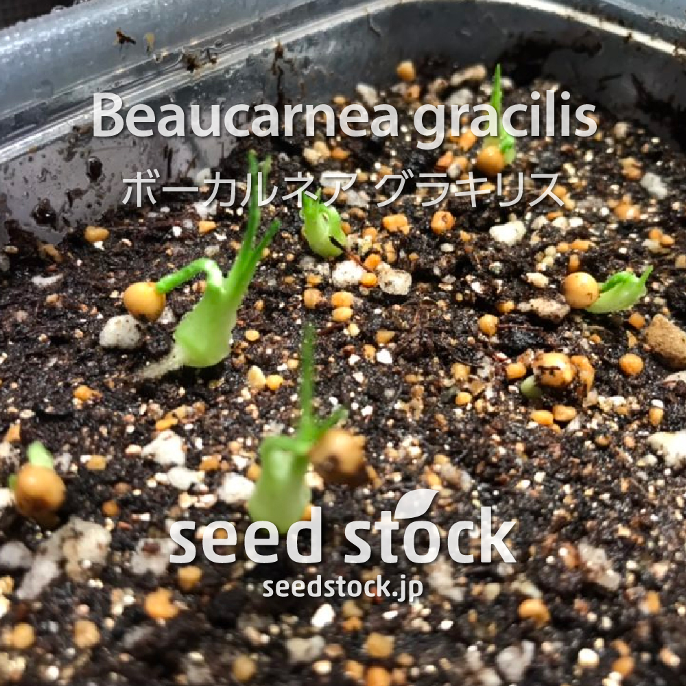 種子 ボーカルネア グラキリス Beaucarnea Gracilis Seed Stock