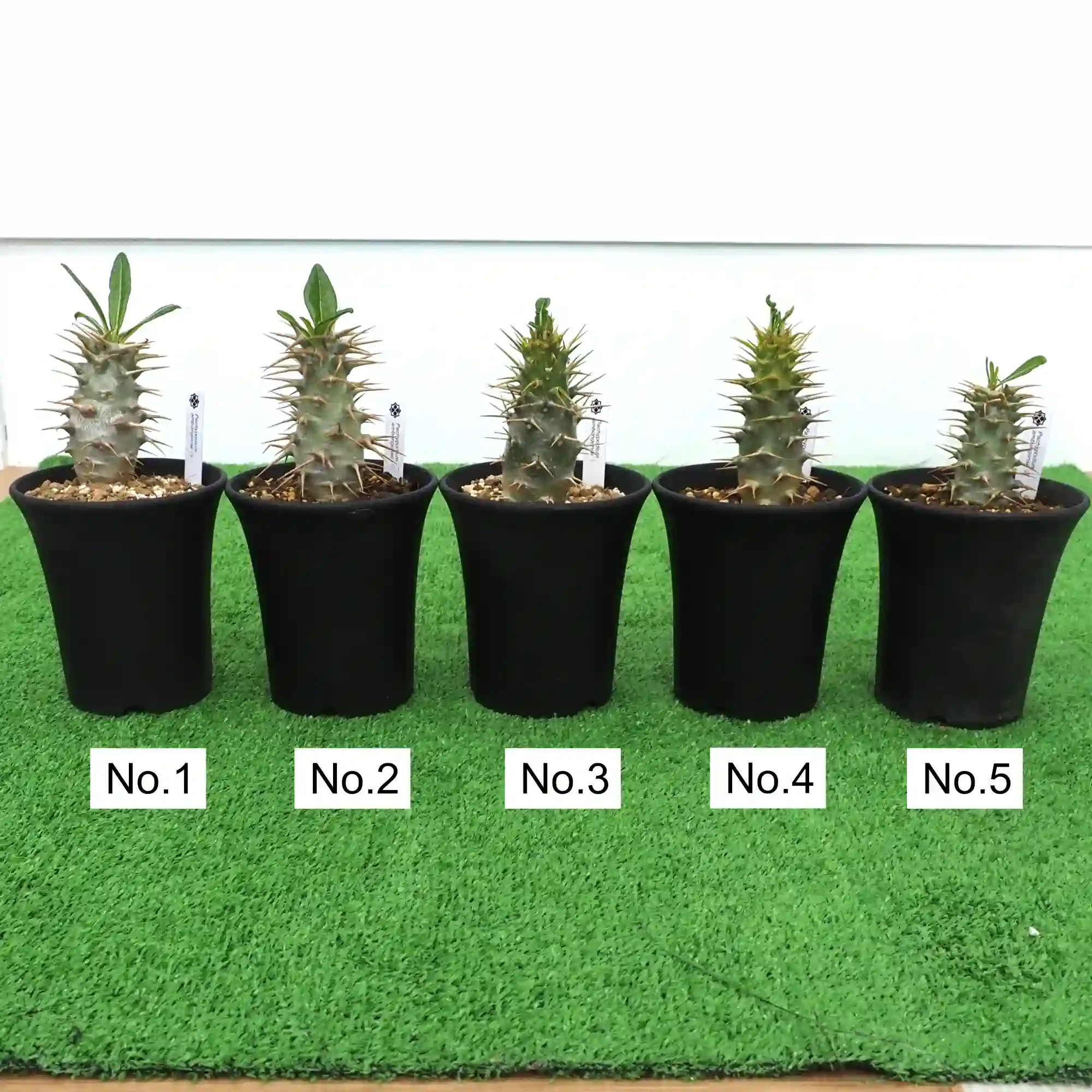 株] パキポディウム アンボンゲンセ Pachypodium ambongense｜限定品