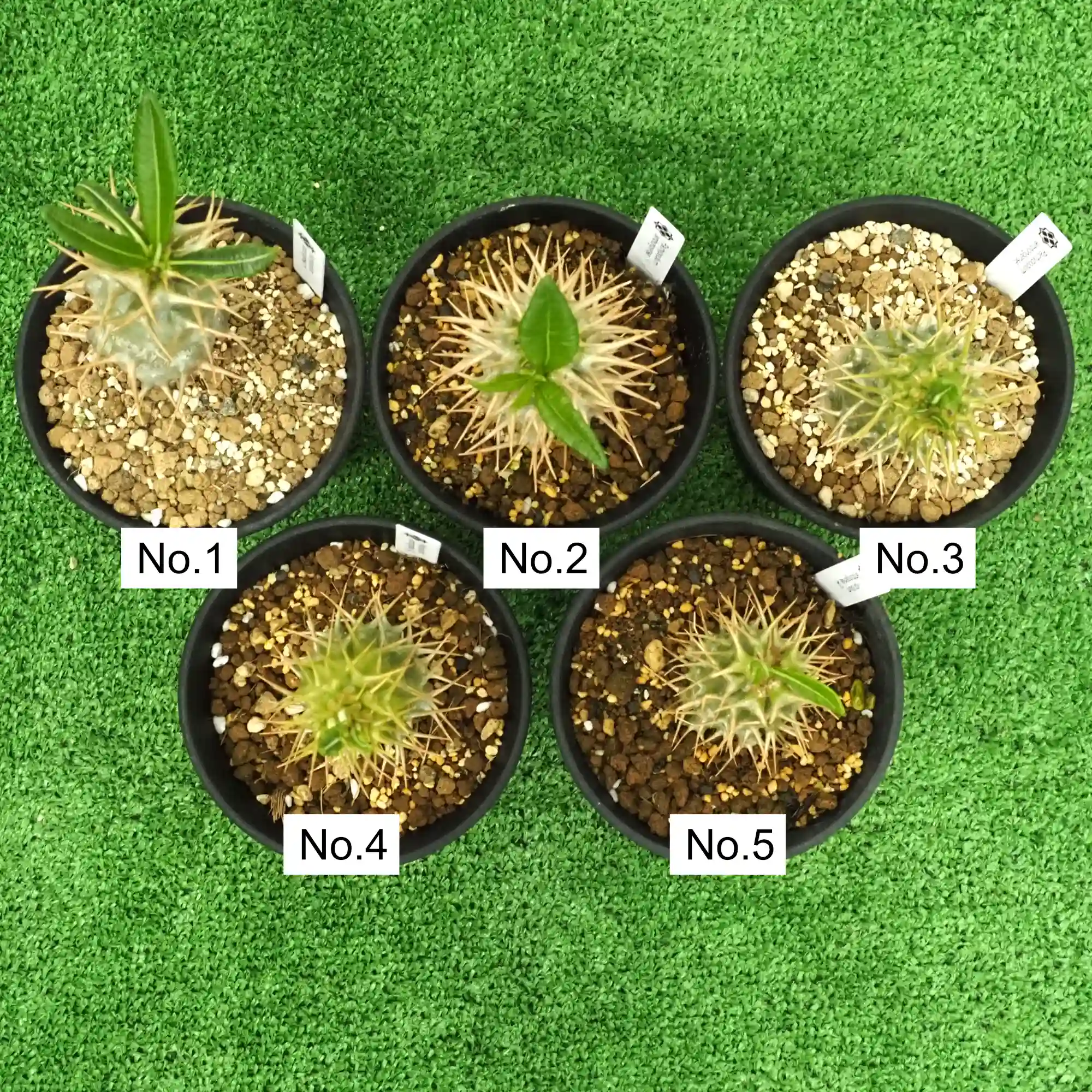 株] パキポディウム アンボンゲンセ Pachypodium ambongense｜限定品