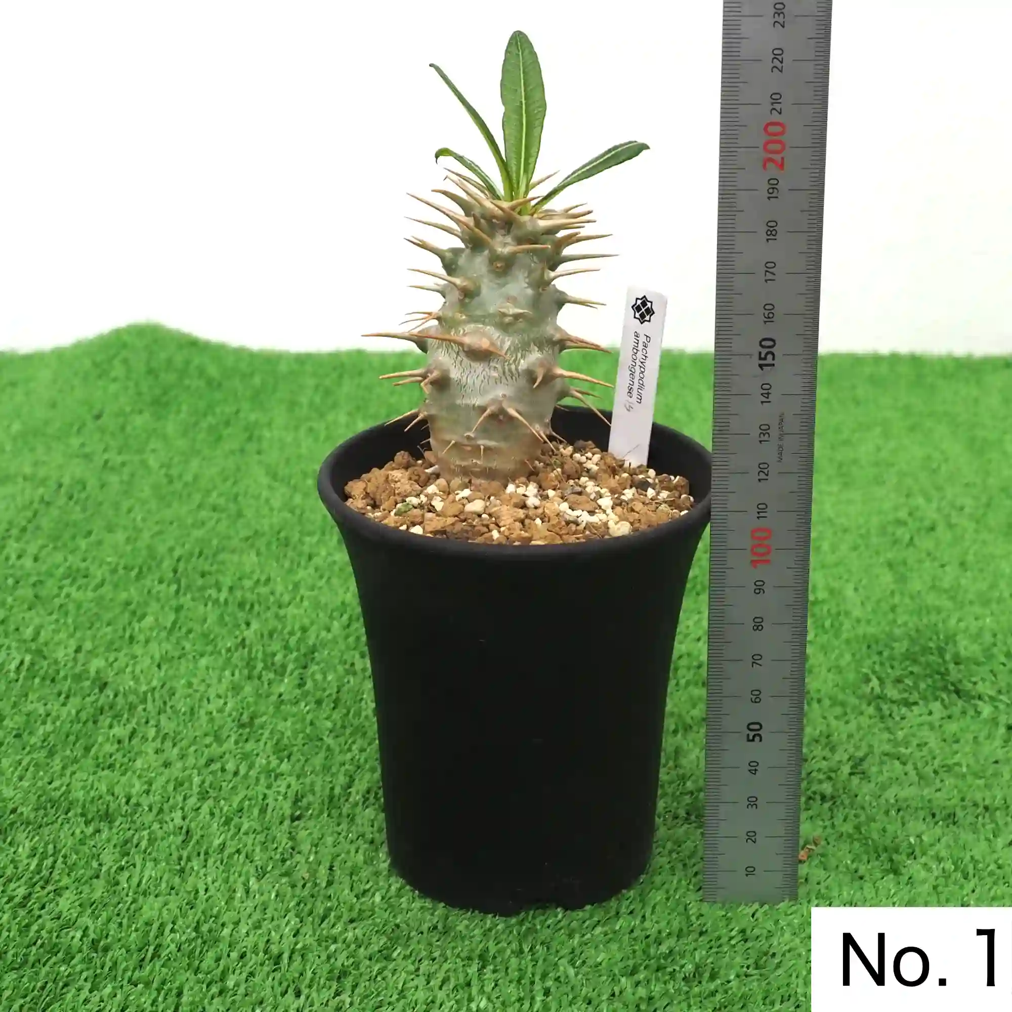 株] パキポディウム アンボンゲンセ Pachypodium ambongense｜限定品