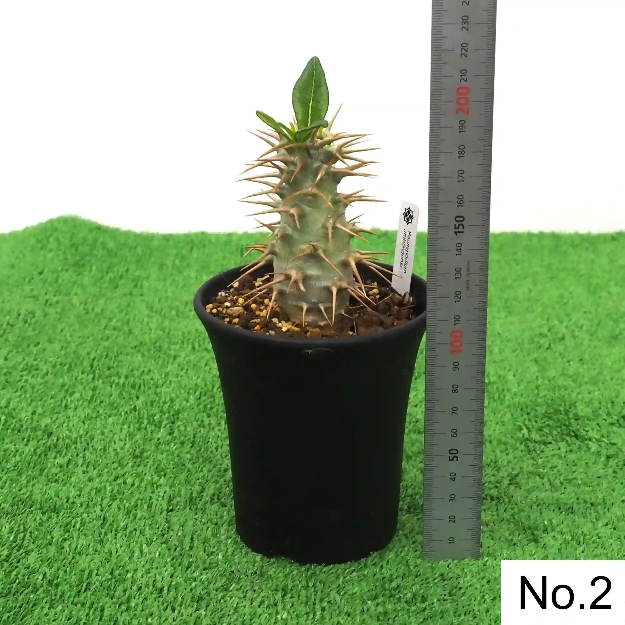 株] パキポディウム アンボンゲンセ Pachypodium ambongense｜限定品