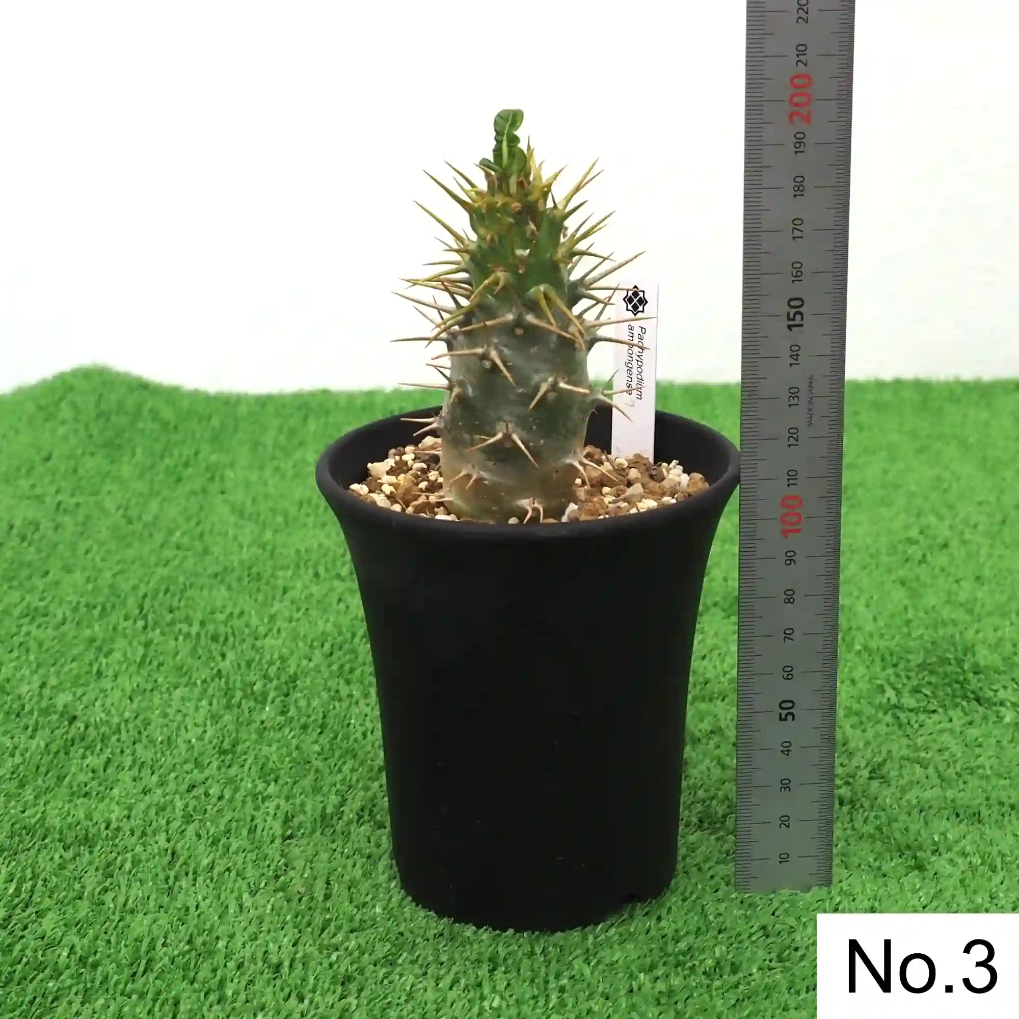 株] パキポディウム アンボンゲンセ Pachypodium ambongense｜限定品