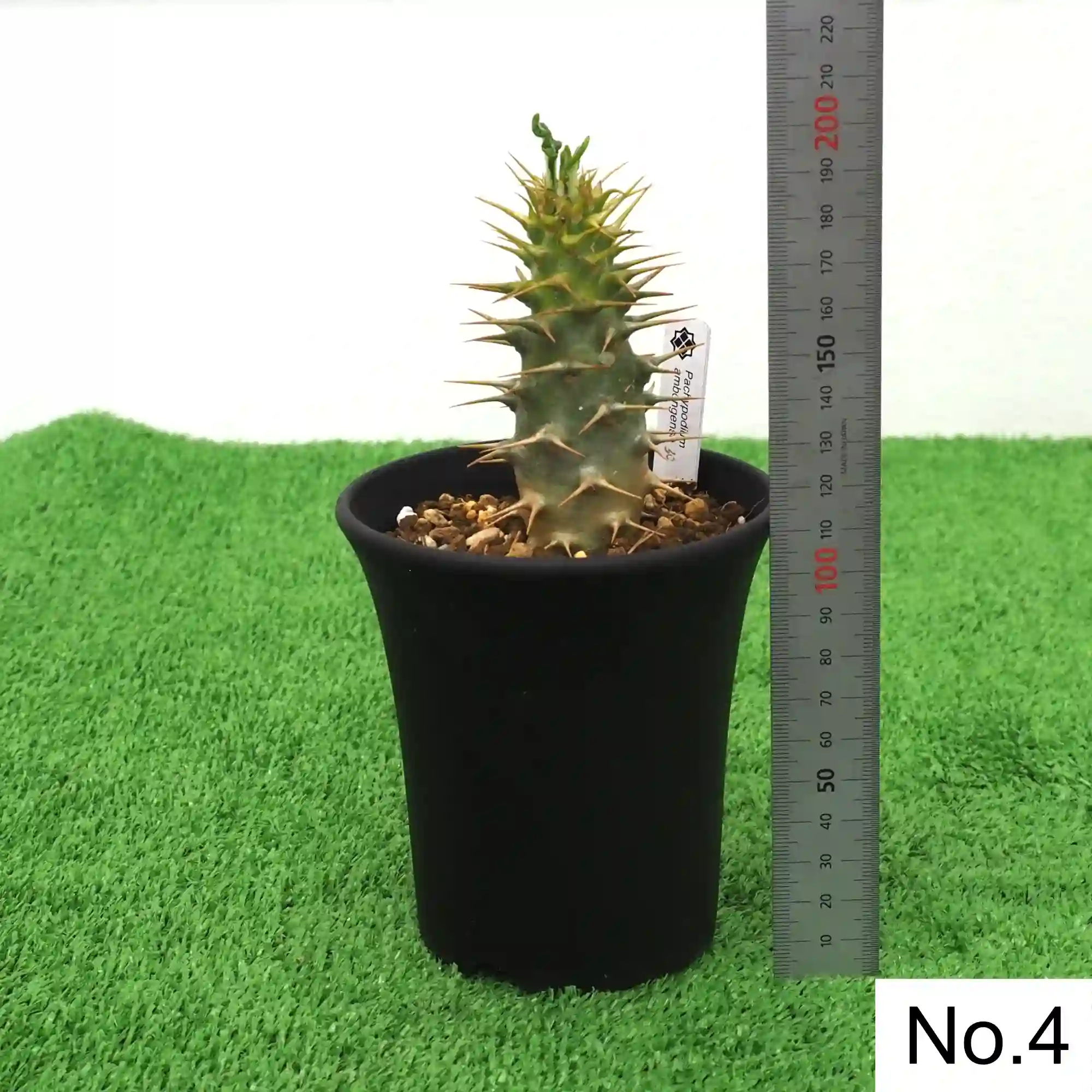 株] パキポディウム アンボンゲンセ Pachypodium ambongense｜限定品