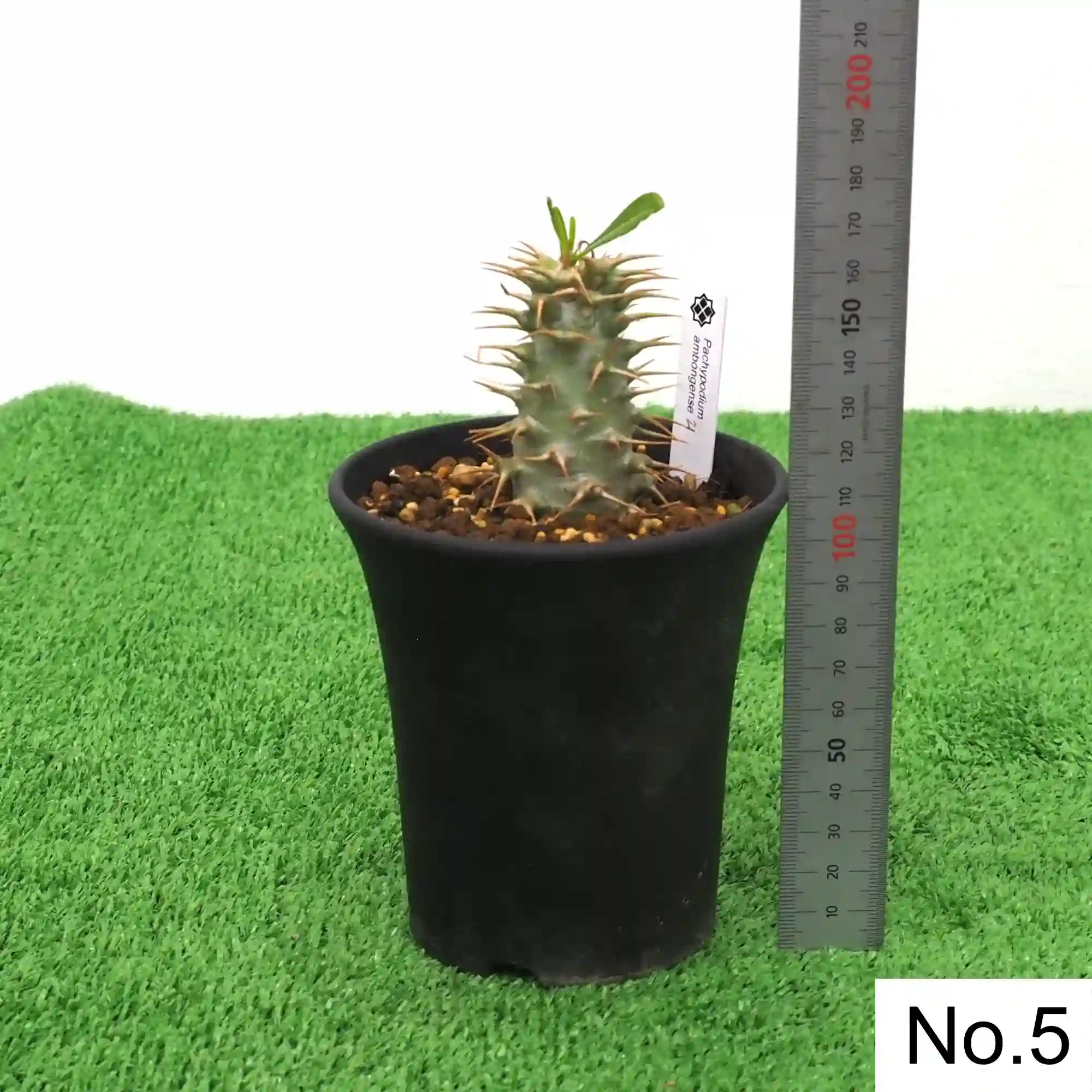株] パキポディウム アンボンゲンセ Pachypodium ambongense｜限定品