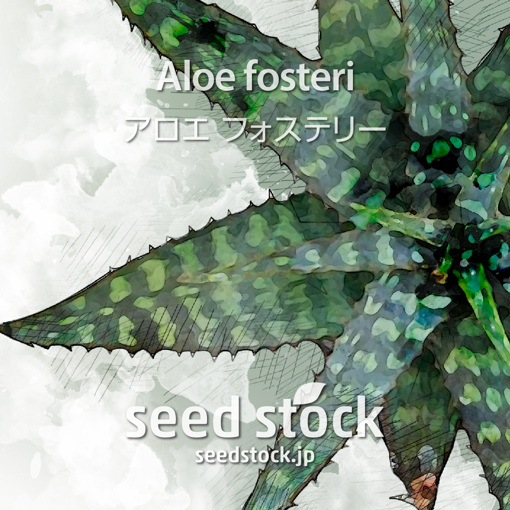 アロエ / seed stock