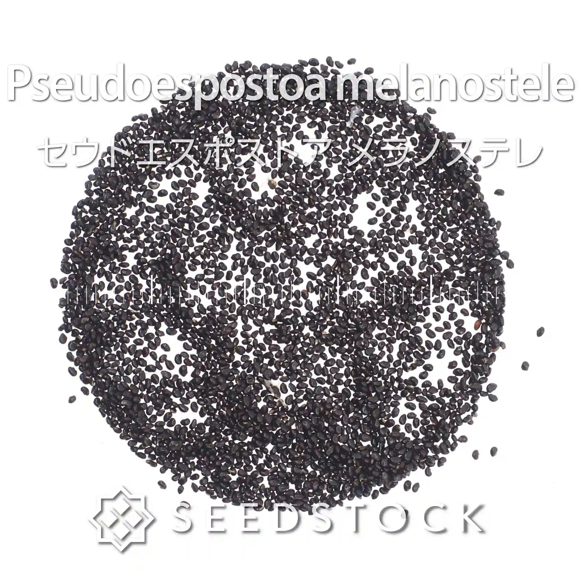[種子] セウドエスポストア メラノステレ Pseudoespostoa melanostele