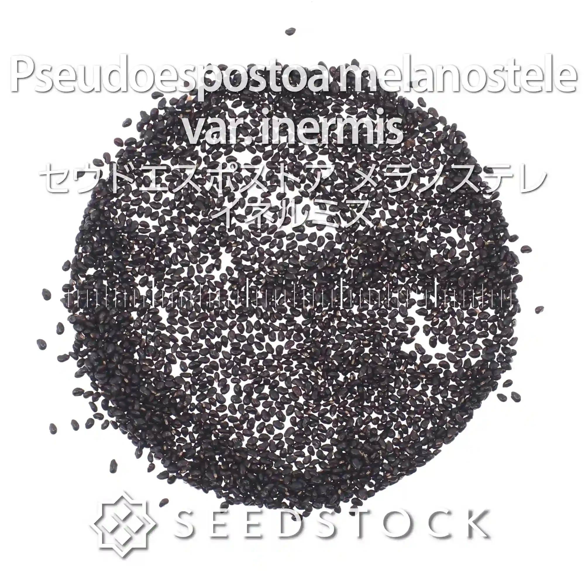 [種子] セウドエスポストア メラノステレ イネルミス Pseudoespostoa melanostele var. inermis