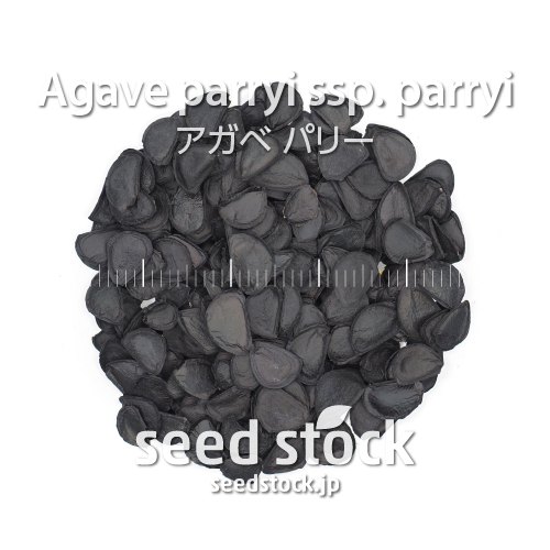 種子] アガベ パリー Agave parryi ssp. parryiの商品情報 - SEEDSTOCK