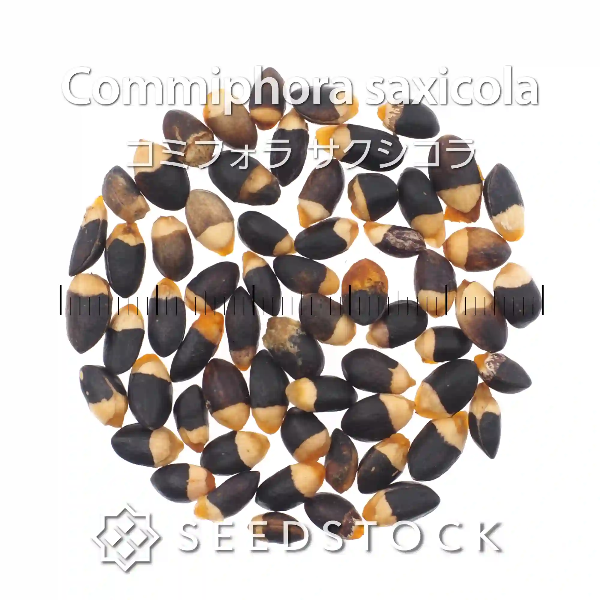 [種子] コミフォラ サクシコラ Commiphora saxicola