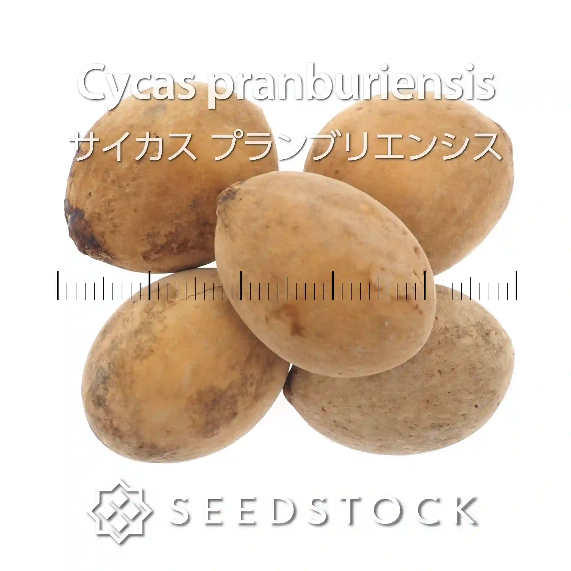 [種子] サイカス プランブリエンシス Cycas pranburiensis