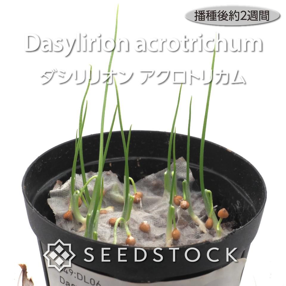 種子] ダシリリオン アクロトリカム Dasylirion acrotrichumの商品情報 - SEEDSTOCK