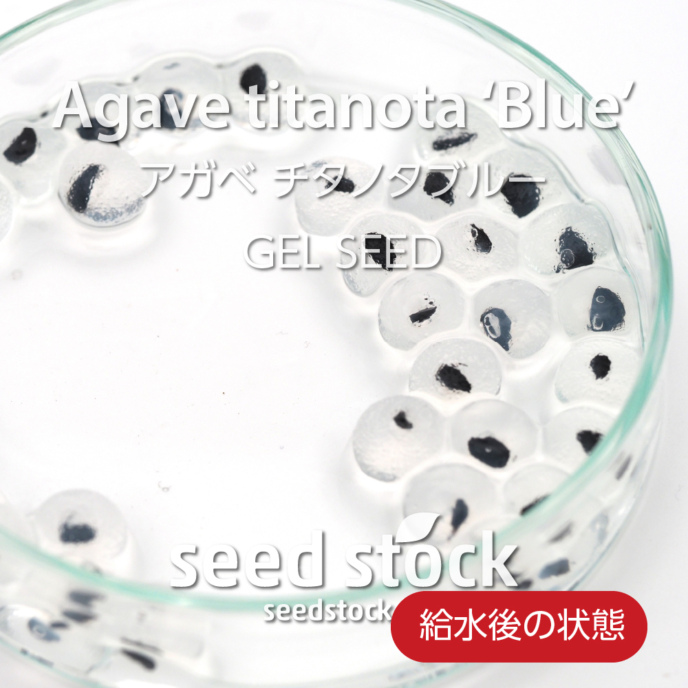 種子] [ジェルシード] アガベ チタノタブルー Agave titanota 'Blue 