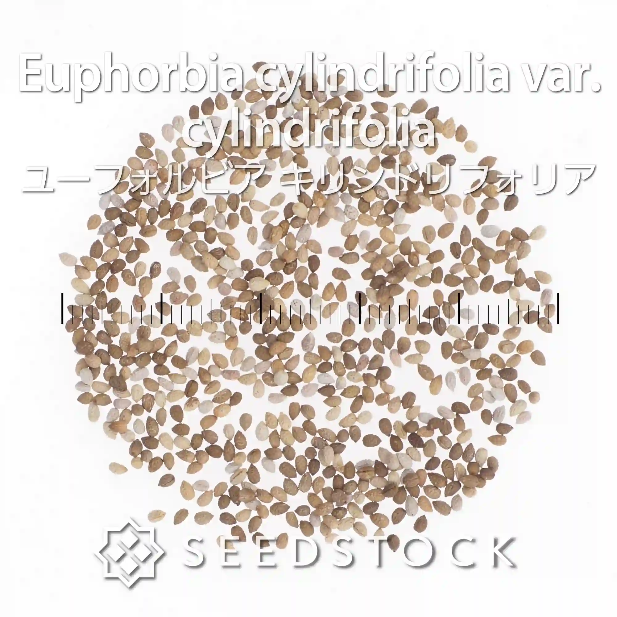 [種子] ユーフォルビア キリンドリフォリア Euphorbia cylindrifolia var. cylindrifolia