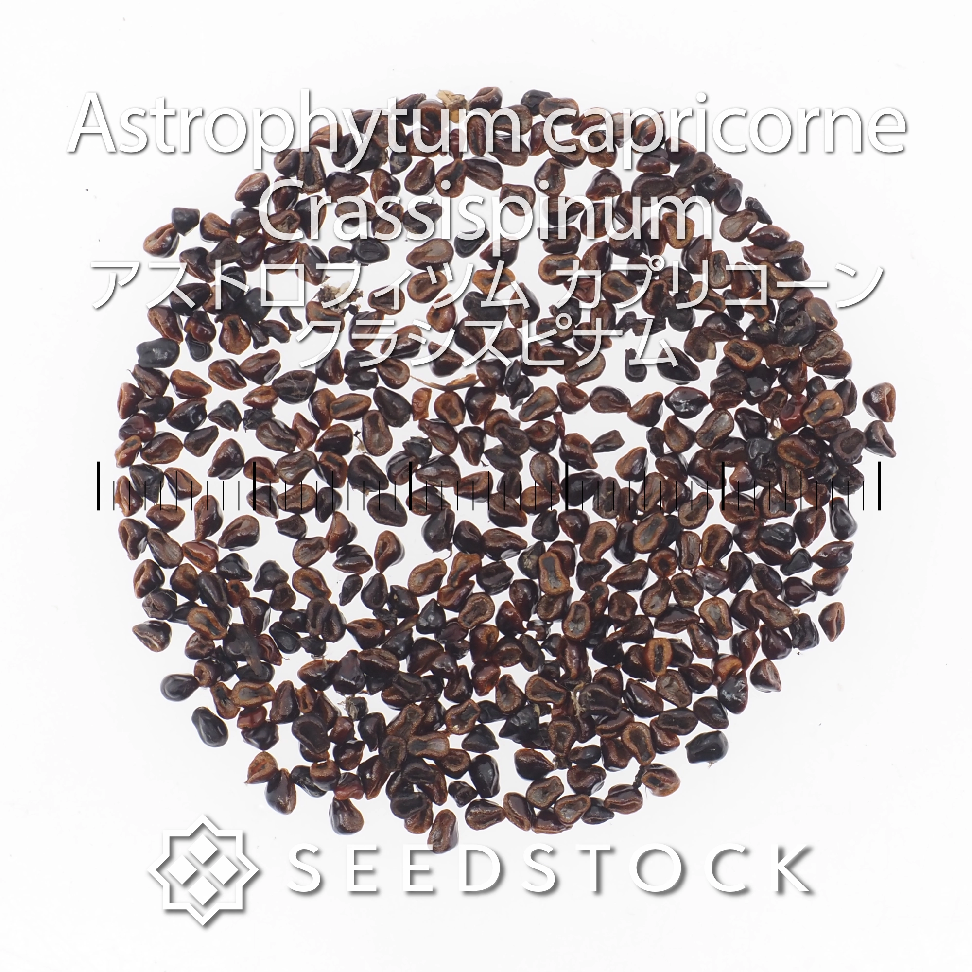 [種子] アストロフィツム カプリコーン クラシスピナム Astrophytum capricorne Crassispinum
