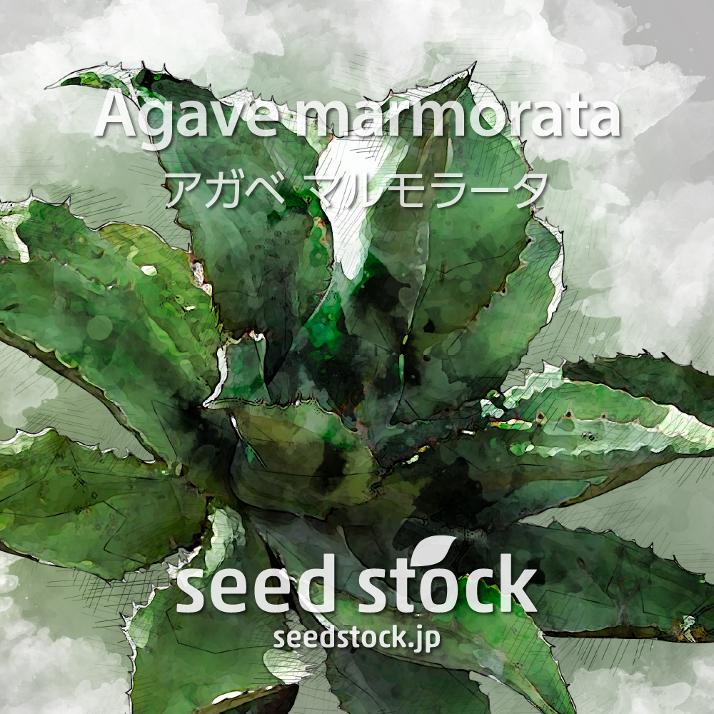 アガベ Seed Stock