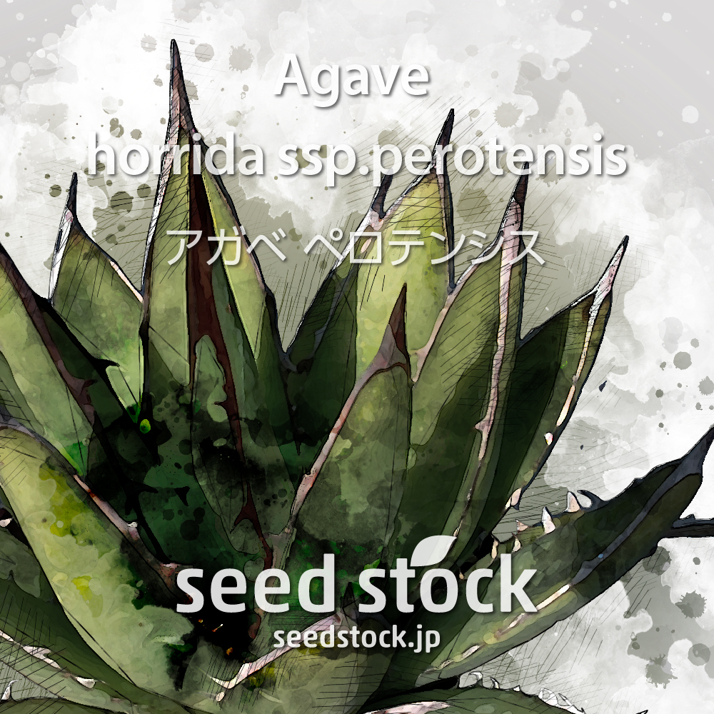 アガベ Seed Stock