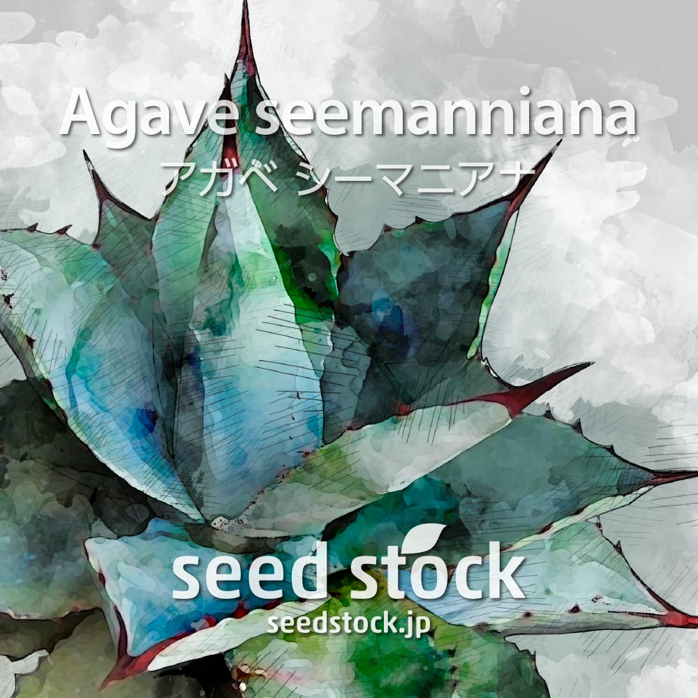 多肉植物 / seed stock